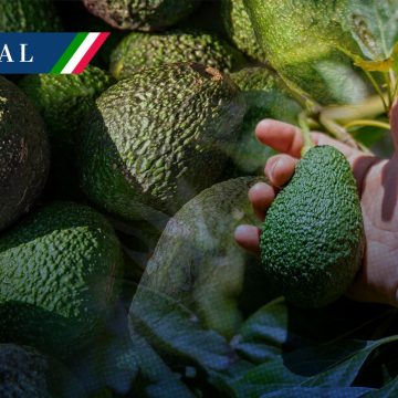 Michoacán prepara reinicio de exportación de aguacate y mango a EE.UU.