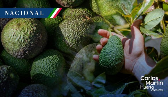 EU suspende la importación de aguacate de Michoacán