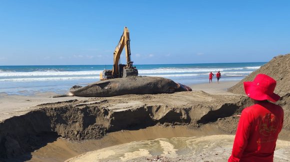 (VIDEO) Sepultan a ballena jorobada en playa de Acapulco