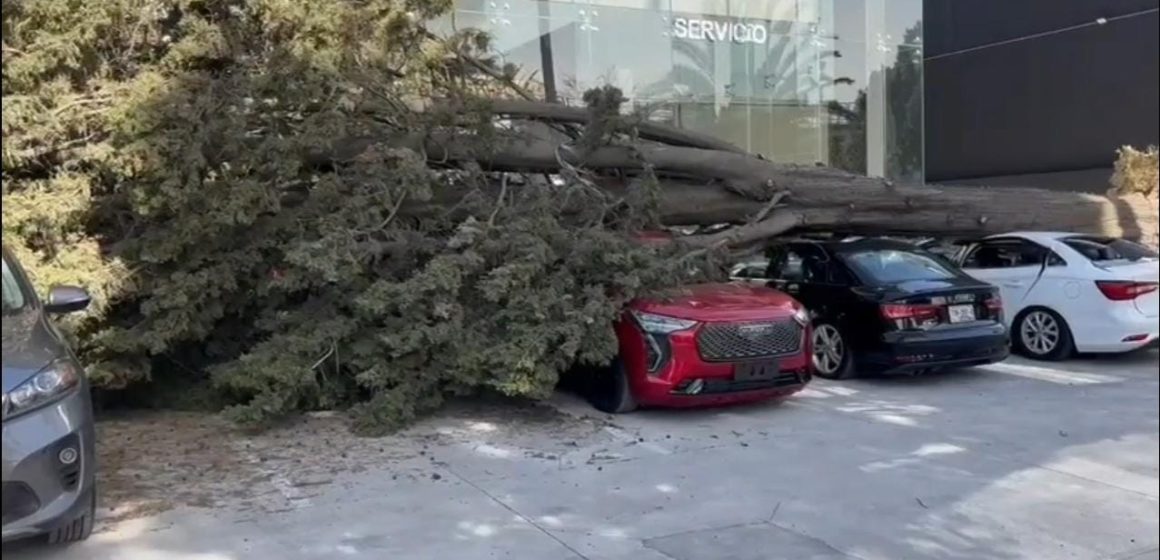 Fuertes vientos provocan caída de árboles en nueve municipios de Puebla  