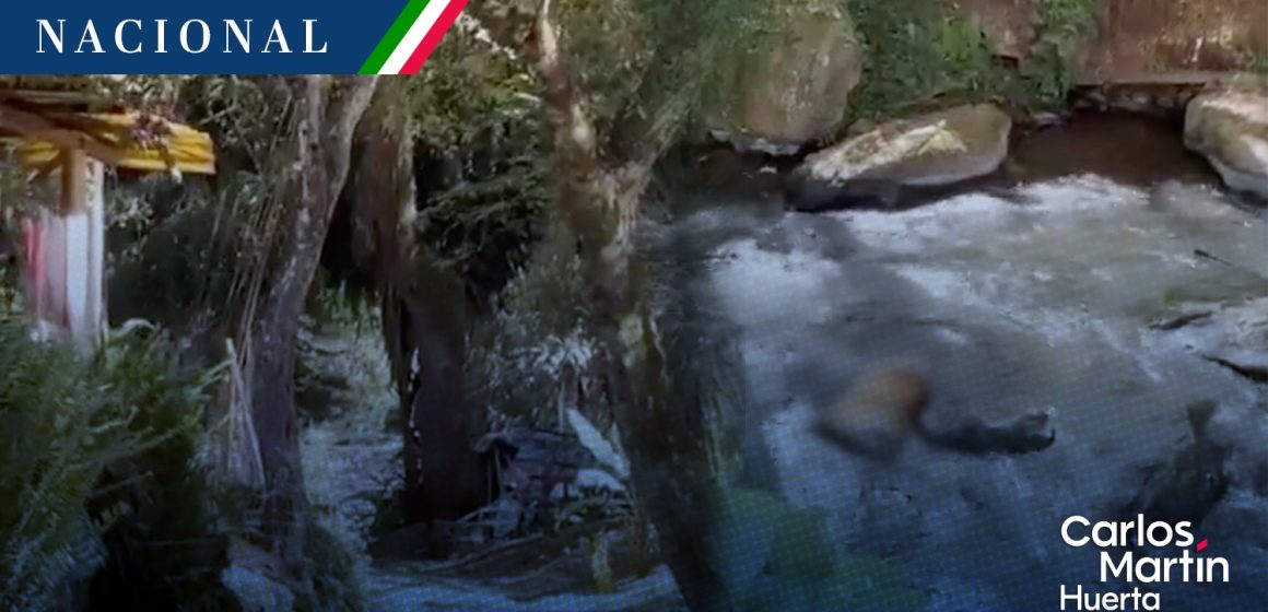 (VIDEO) Hallan tigre decapitado en Valle de Bravo