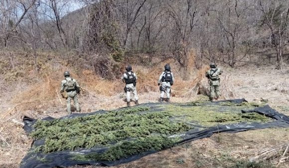 post_FOTO_046_GN__1_ En Michoacán, localizan secadero de marihuana y destruyen 455 kilos del enervante