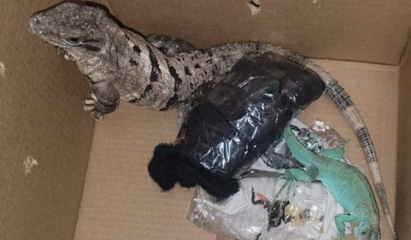 En Ciudad de México rescatan a dos iguanas que serían envidas por paquetería