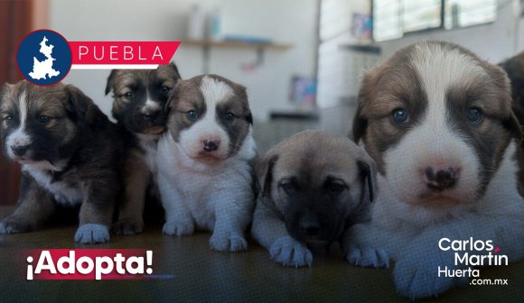 ¡ADOPTA! Ayuntamiento fomenta adopción de animales maltratados o abandonados