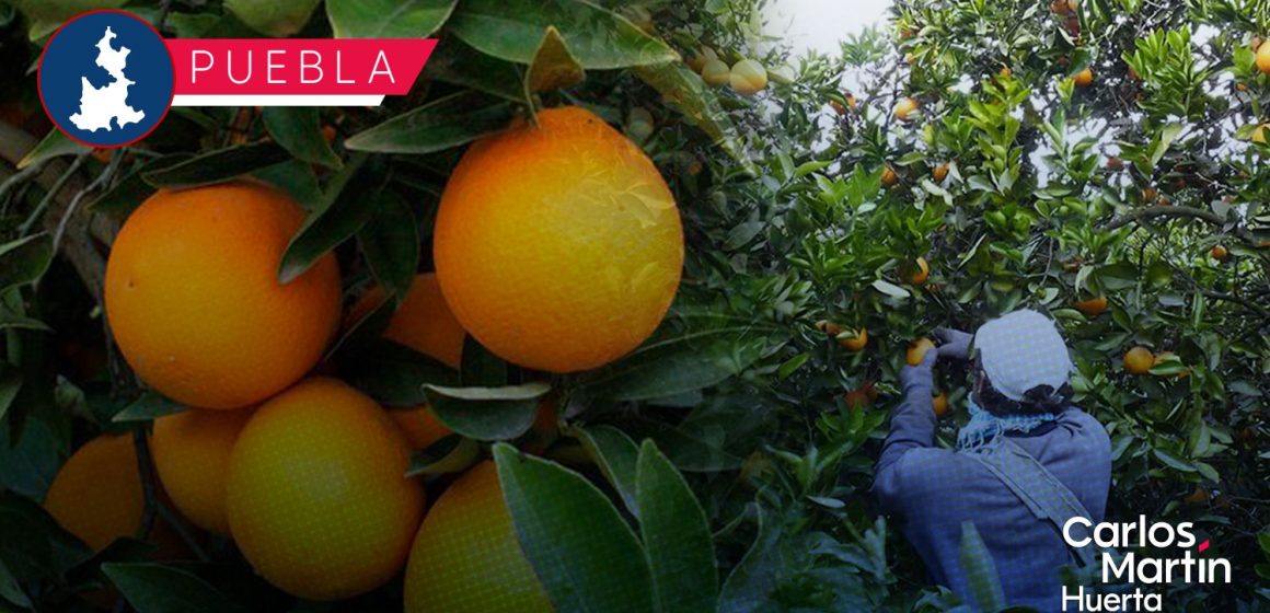 Aprueban acuerdo para promover apoyo a productores de naranja en Puebla