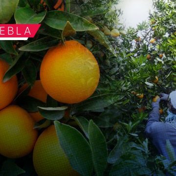 Aprueban acuerdo para promover apoyo a productores de naranja en Puebla