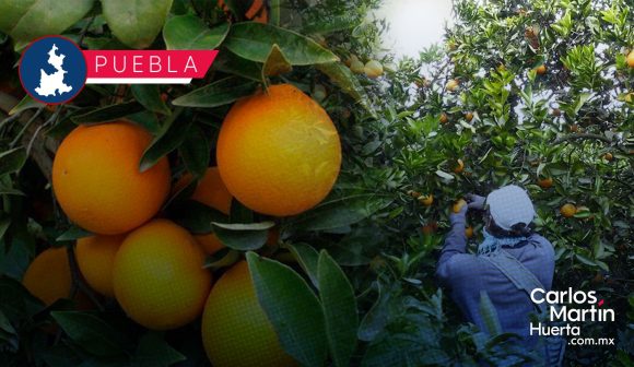 Aprueban acuerdo para promover apoyo a productores de naranja en Puebla