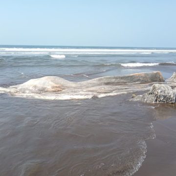 Hallan ballena en descomposición en playa de El Salvador