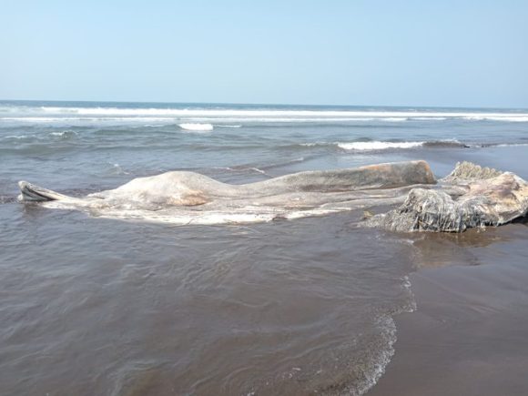 Hallan ballena en descomposición en playa de El Salvador