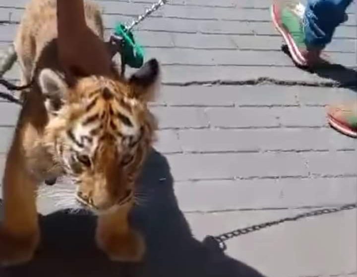 (VIDEO) Captan a hombre paseando a un cachorro de tigre en Tulancingo
