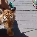 (VIDEO) Captan a hombre paseando a un cachorro de tigre en Tulancingo