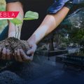 Plantan árboles en Santo Tomás Chautla como parte de acciones ambientales