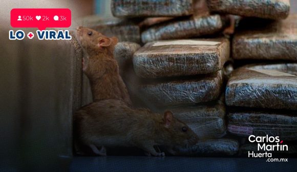 Ratas devoran marihuana confiscada en estación de policía