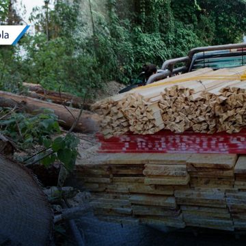 Atrapa Policía Estatal a talamontes con 500 trozos de pino