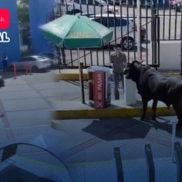(VIDEO) Captan a toro ingresando a La Salle Pedregal