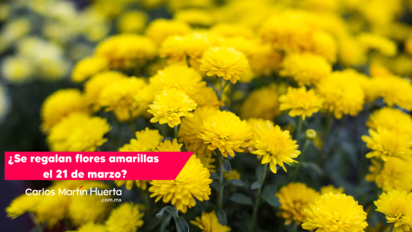 Flores amarillas el 21 de marzo, ¿por qué se regalan?