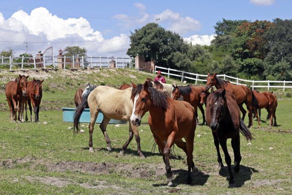 Caballos de Cuacolandia permanecerán en el refugio