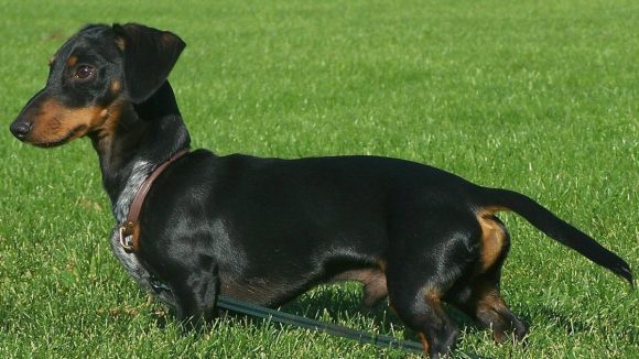 Alemania busca prohibir la cría del “perro salchicha”
