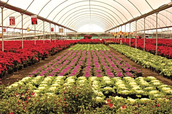 Flores, arte y cultura para recibir la primavera en Atlixco