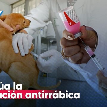 Continúa la vacunación antirrábica en Atlixco