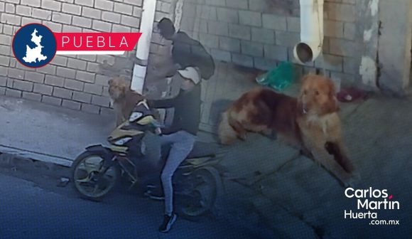 VIDEO Abandonan a su perrito en un tubo de la colonia Bugambilias
