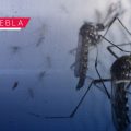 Puebla registra 640 casos de dengue en 38 municipios en lo que va del año