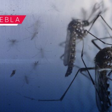 Concentran seis municipios 70% de casos de dengue