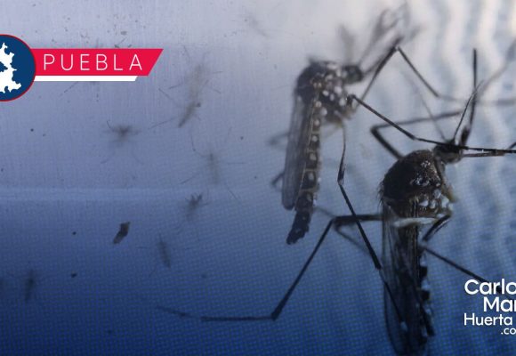Seis municipios poblanos acumulan el 70% de casos por dengue