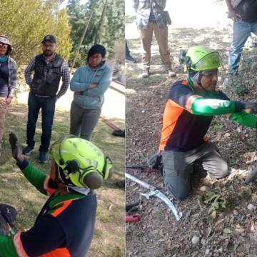 Darán curso para realizar dictaminación de arbolado urbano