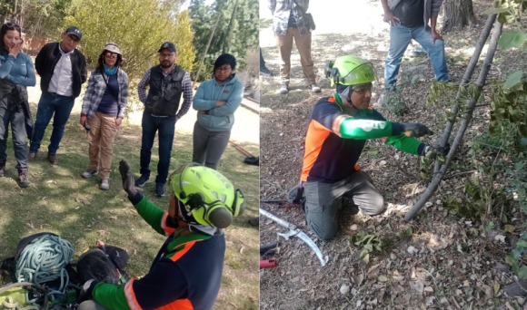 Diseño sin título (22) Darán curso para realizar dictaminación de arbolado urbano