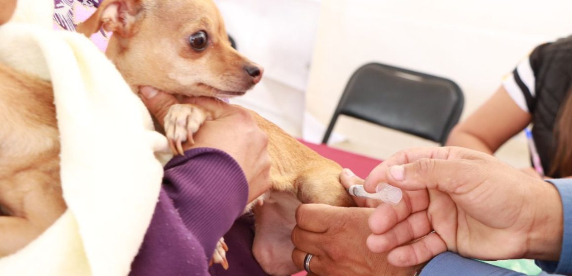 Habrá jornada de vacunación antirrábica canina y felina en Atlixco
