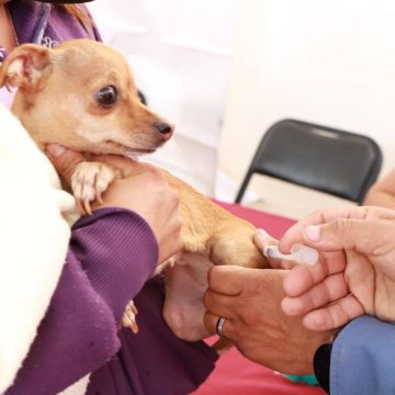 Habrá jornada de vacunación antirrábica canina y felina en Atlixco