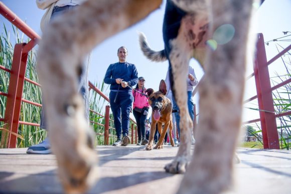 Propone Mario Riestra 50 mil esterilizaciones gratuitas para perros y gatos