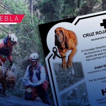 Muere “Hunter”, perro rescatista de la Cruz Roja en Puebla tras 11 años de servicio