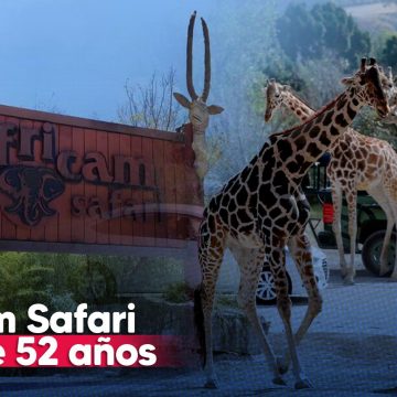 Africam Safari cumple 52 años