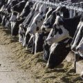 OMS alerta sobre virus de gripe aviar en leche de vacas en EU