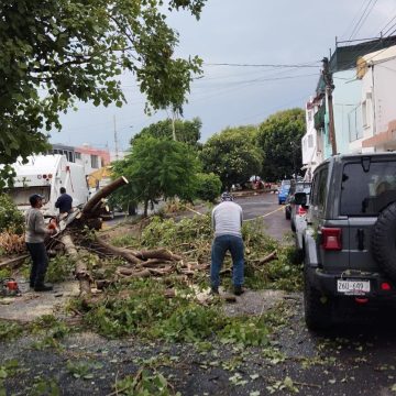 Ayuntamiento de Puebla trabaja en el retiro de árboles caídos en diferntes colonias