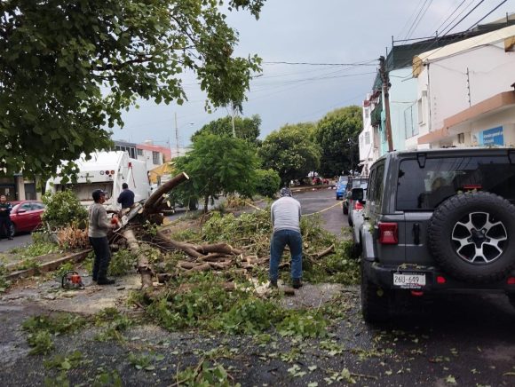 Ayuntamiento de Puebla trabaja en el retiro de árboles caídos en diferntes colonias