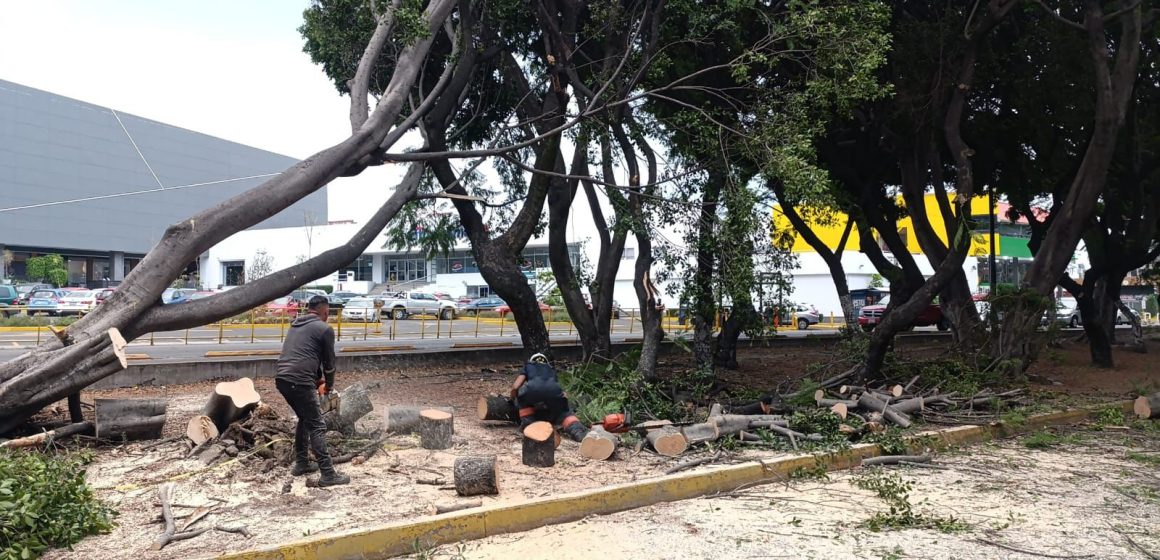 Fuertes ráfagas de viento provocan caída de árboles