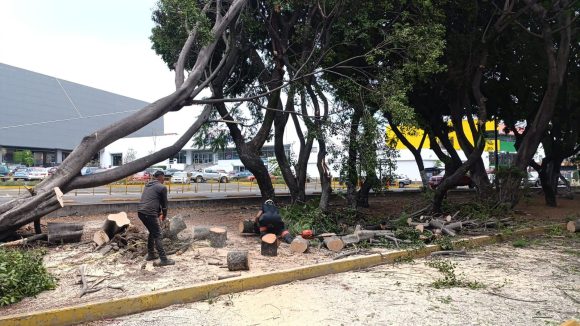 Fuertes ráfagas de viento provocan caída de árboles