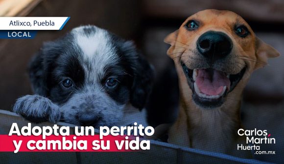 Adopta un perrito en Atlixco y cambia su vida; aquí el procedimiento