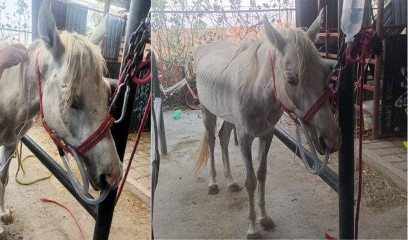 Rescata Centro de Adopción y Bienestar Animal a una yegua con signos de maltrato animal
