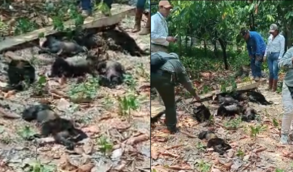 Diseño sin título (2) Crean protocolo de atención para monos aulladores; confirman 157 decesos