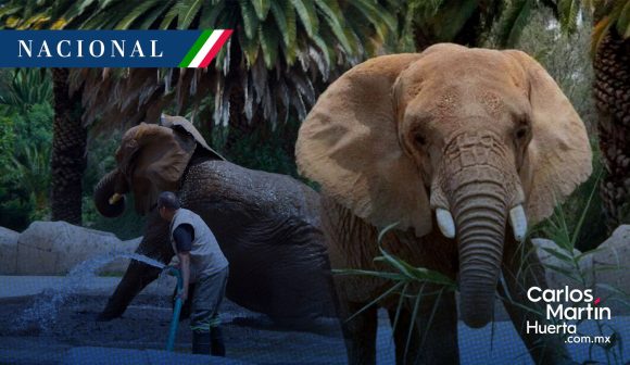 Elefanta Ely gana amparo histórico