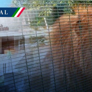 Muere león en zoológico La Reina de Tizimín