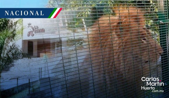 León - zoológico - Yucatán Muere león en zoológico La Reina de Tizimín