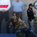 Crean unidad canina especializada en búsqueda y rescate de personas en Puebla