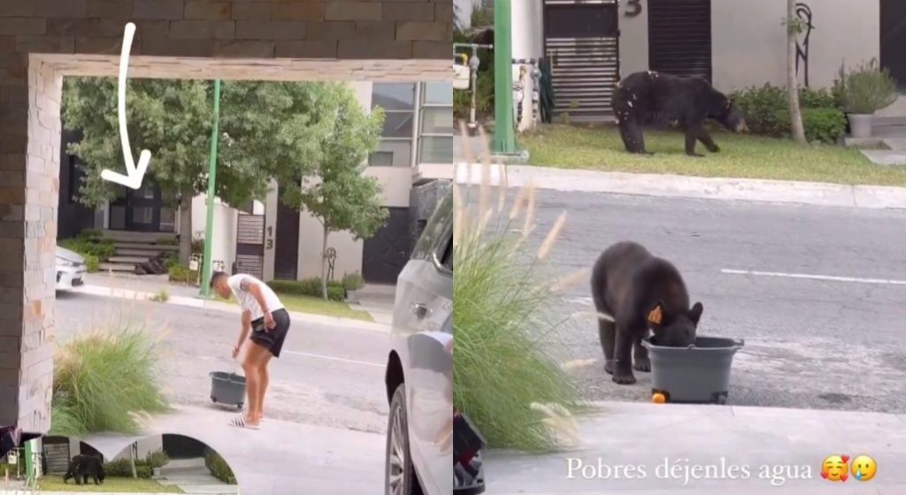 Maxi Meza, futbolista del Monterrey, ofrece agua a un par de osos