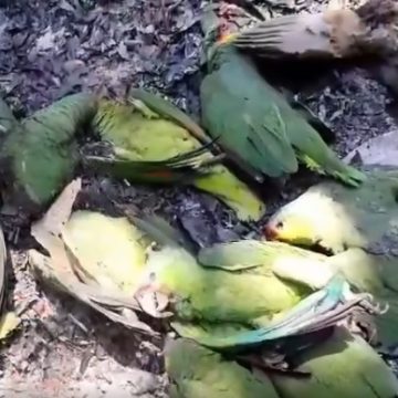 Mueren aves en la huasteca potosina por altas temperaturas