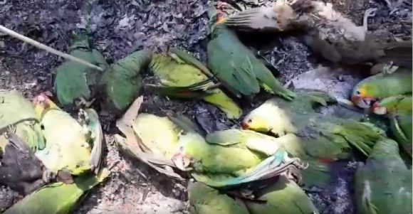 Mueren aves huasteca potosina Mueren aves en la huasteca potosina por altas temperaturas